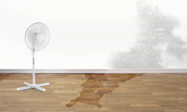 Best Professional water damage repair  in Taylor Creek, OH